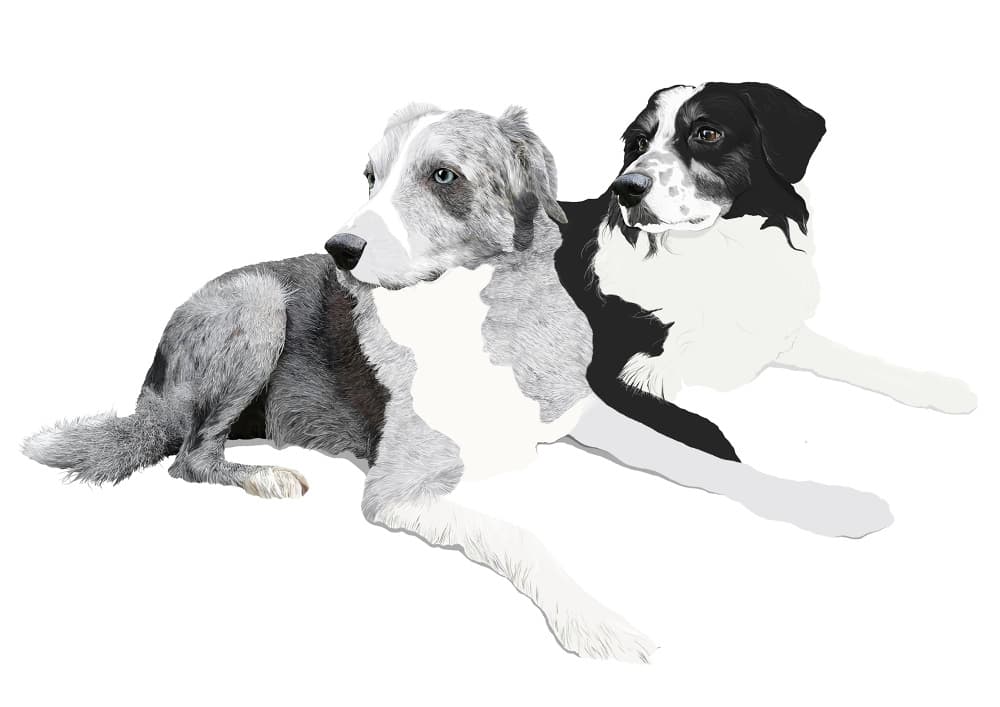 Dog Illustrations